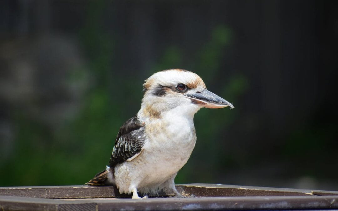 Garden Guardian: A Handy Guide to Keeping Birds at Bay in Brisbane