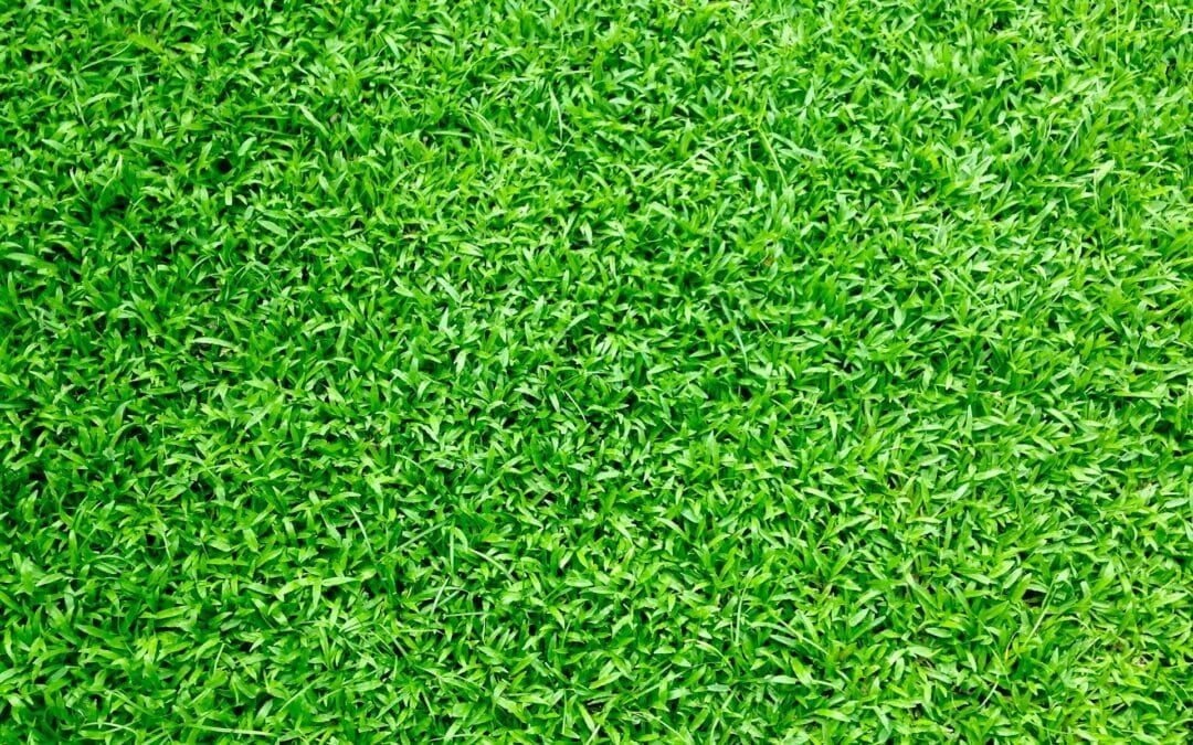 Choosing the Best Turf for Your Yard: A Guide by Eddy Andrews Handyman Service