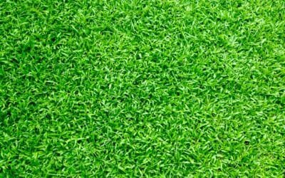 Choosing the Best Turf for Your Yard: A Guide by Eddy Andrews Handyman Service