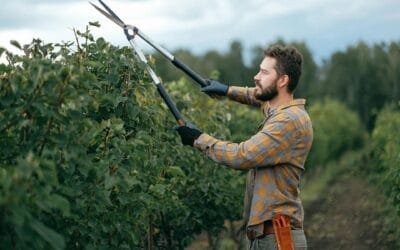 Essential Tips for Maintaining Your Gardening Tools: Insights from Eddy Andrews Handyman Services
