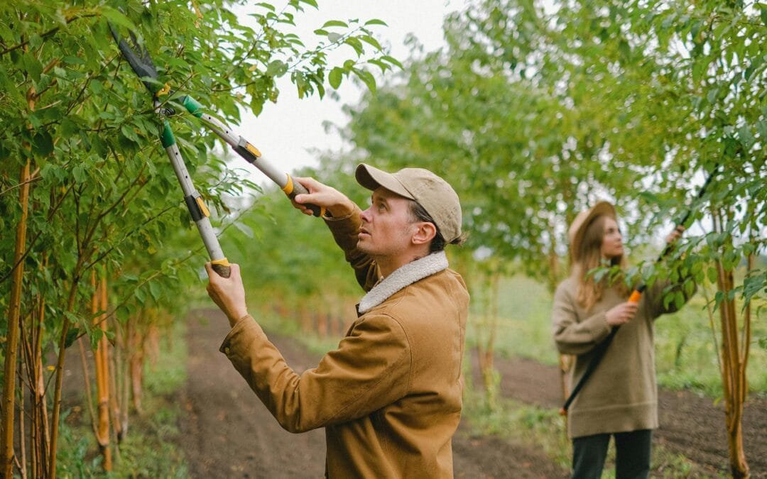 Navigating the Challenge of Garden Pests in Queensland: Insights from Eddy Andrews