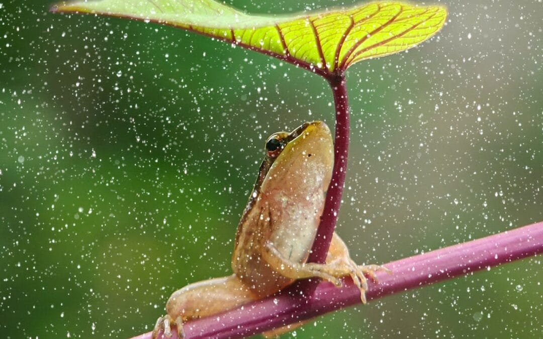 Creating a Sanctuary: How to Build a Frog Motel in Your Backyard