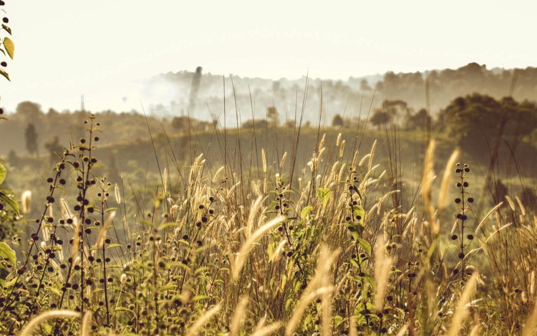 Winning the War on Weeds: Expert Strategies from Edward Andrews Handyman Services