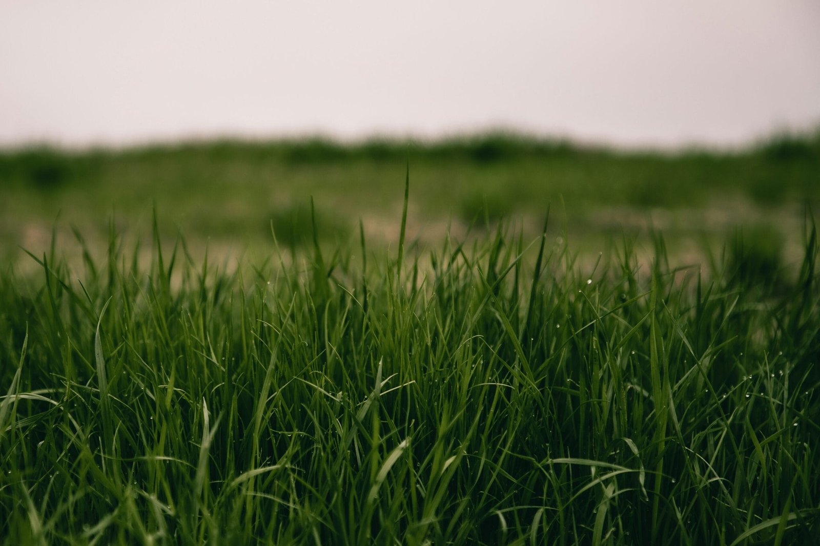 Achieving the Perfect Lawn in Brisbane: A Comprehensive Guide